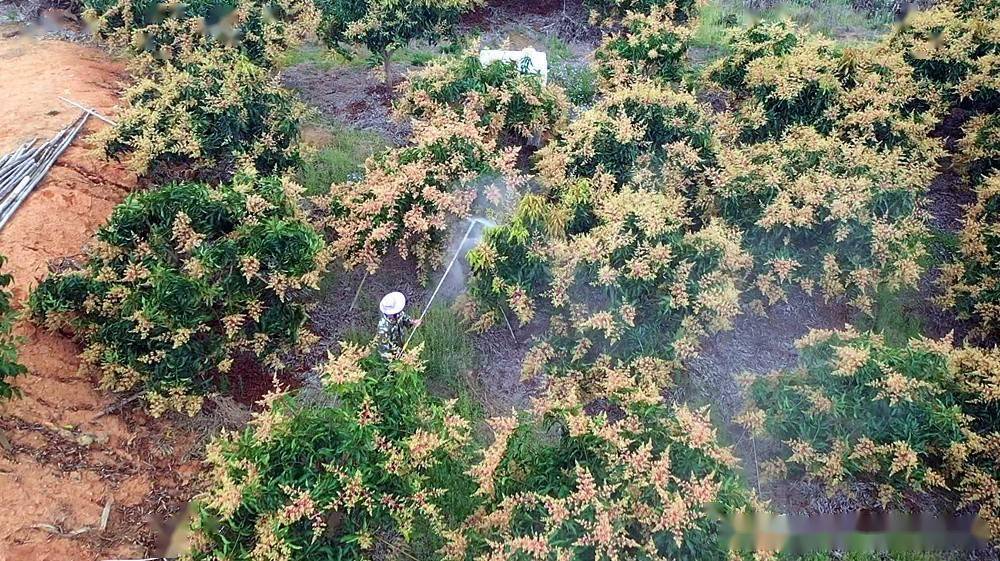 万亩芒果花海预兆丰收年