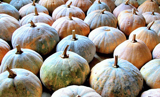 大化长寿瑶乡特产——南瓜