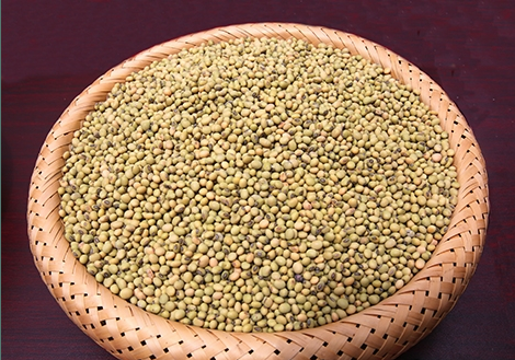 瑶区特色优质豆类食物——黄豆
