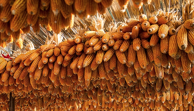 大化长寿瑶乡特产——黄玉米