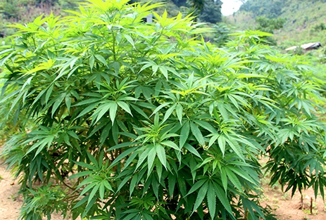 大化长寿瑶乡特产——火麻