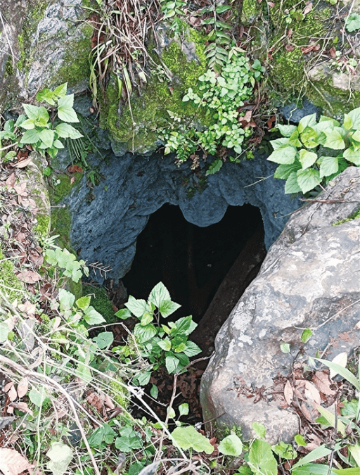 壮族“森林—水源—‘那’—水稻—人类—森林”守恒法则