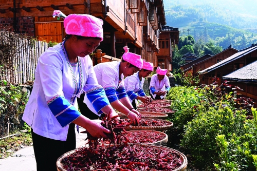 龙胜：金竹壮寨晒秋忙