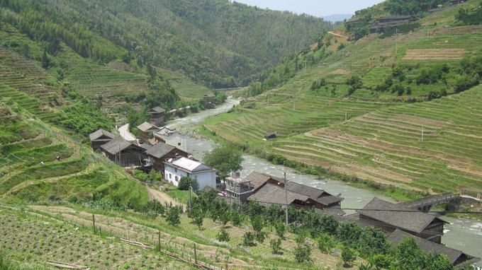 被参天的古树守候的壮寨人