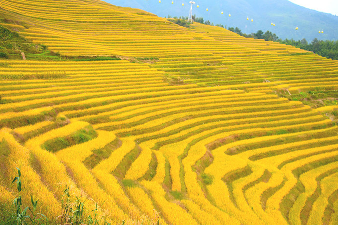 了解“世界梯田之冠”的美称的梯田