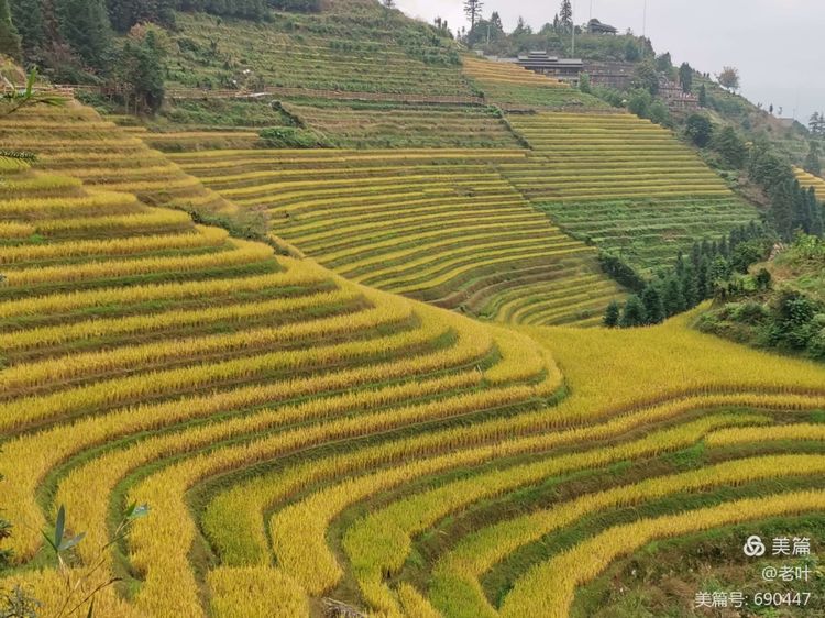 弯曲有致的梯田