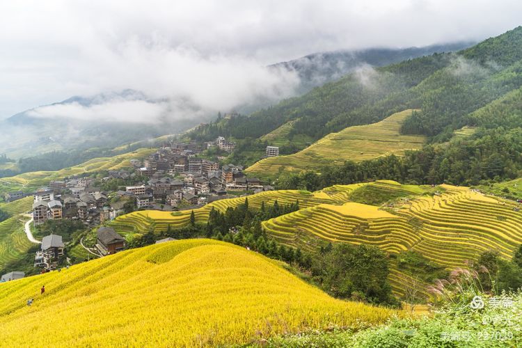  广西｜桂林龙脊梯田｜秋收包围的村寨