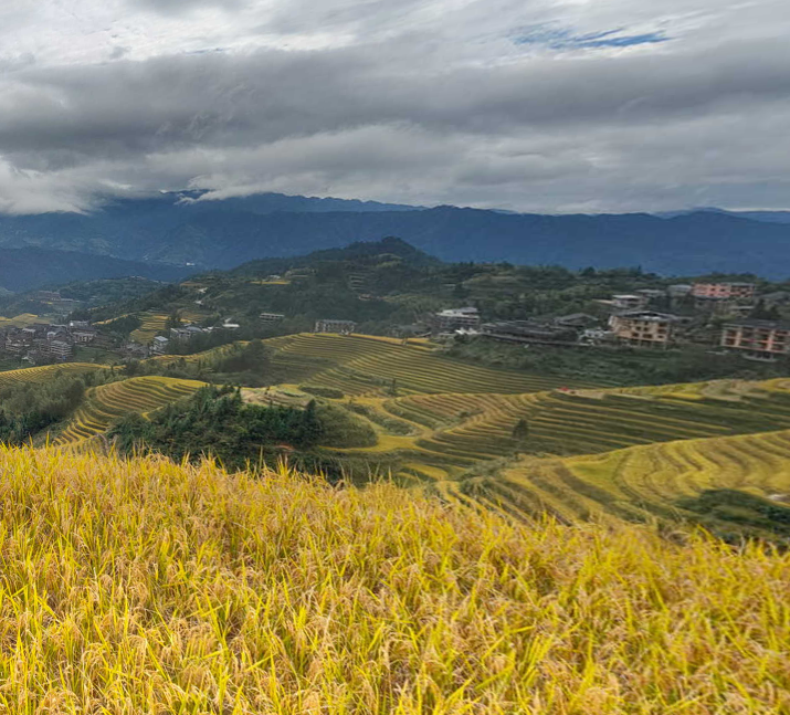 金坑梯田一号观景点稻田全景图