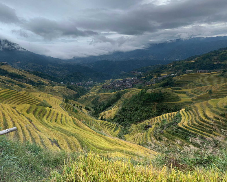 金坑梯田一号观景点稻田全景图2
