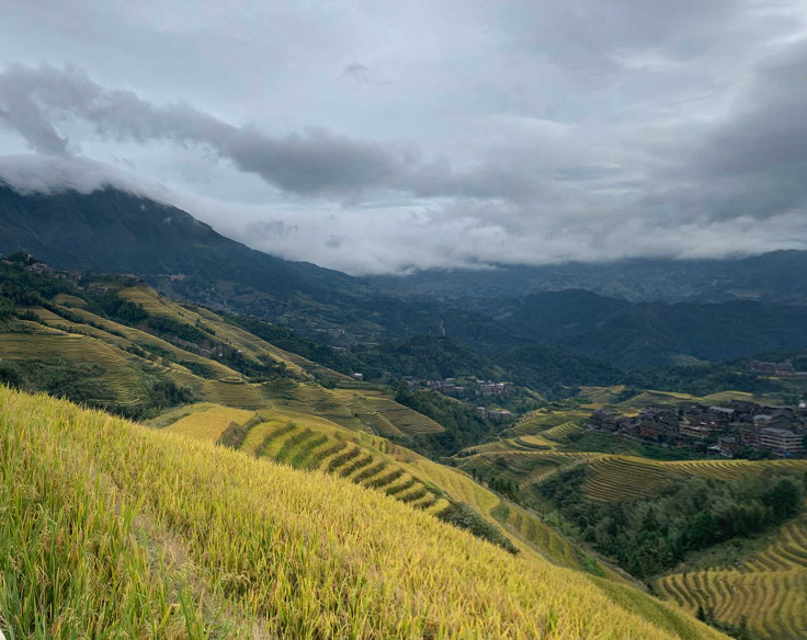 金坑梯田稻田三维漫游